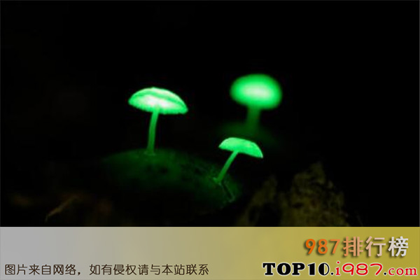 十大世界最奇特且最毒的蘑菇之荧光小菇