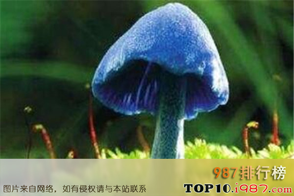 十大世界最奇特且最毒的蘑菇之天蓝蘑菇