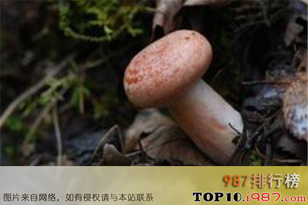 十大世界最奇特且最毒的蘑菇之滇肉棒