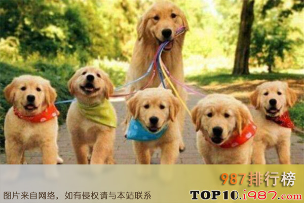 世界十大宠物狗之金毛犬
