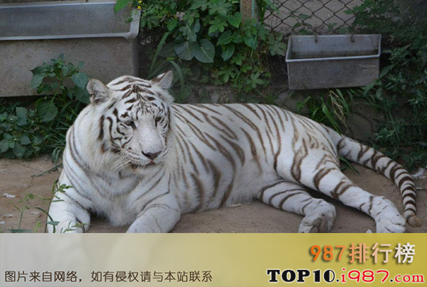 十大世界最漂亮的动物之白虎