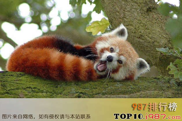 十大世界最漂亮的动物之小熊猫