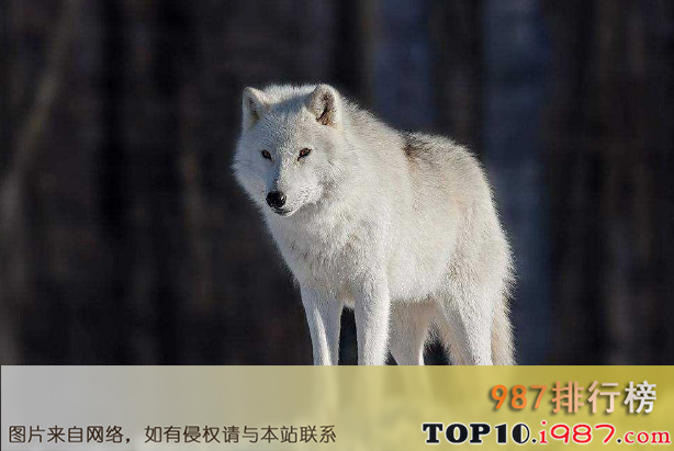 十大世界最漂亮的动物之北极狼