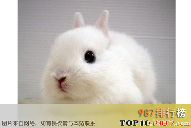 十大世界最小的动物之侏儒兔