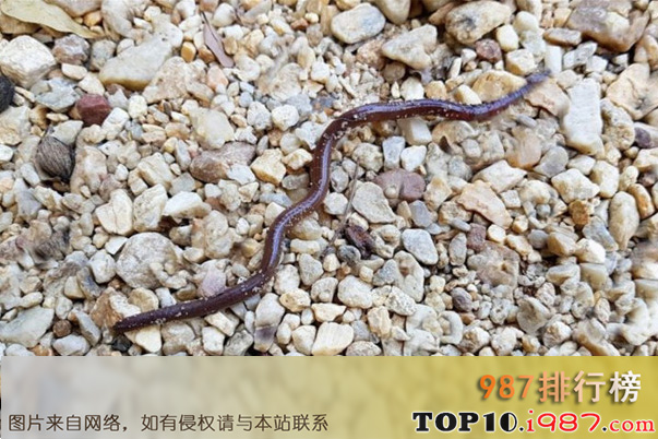 十大世界最小的动物之线蛇