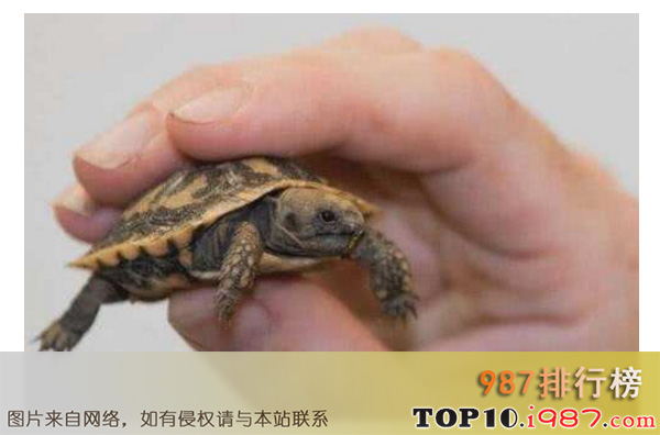 十大世界最小的动物之斑点珍龟