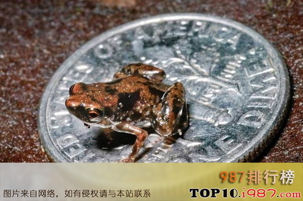 十大世界最小的动物之阿马乌童蛙