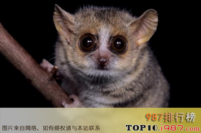 十大世界最小的动物之贝氏倭狐猴