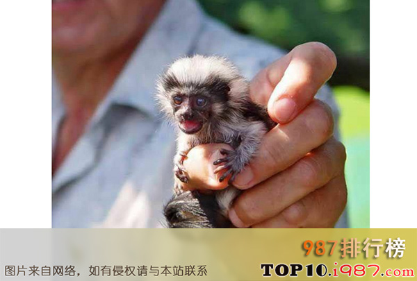 十大世界最小的动物之侏儒狨猴