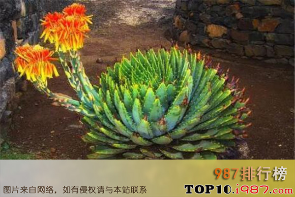 十大世界最贵的植物之螺旋芦荟