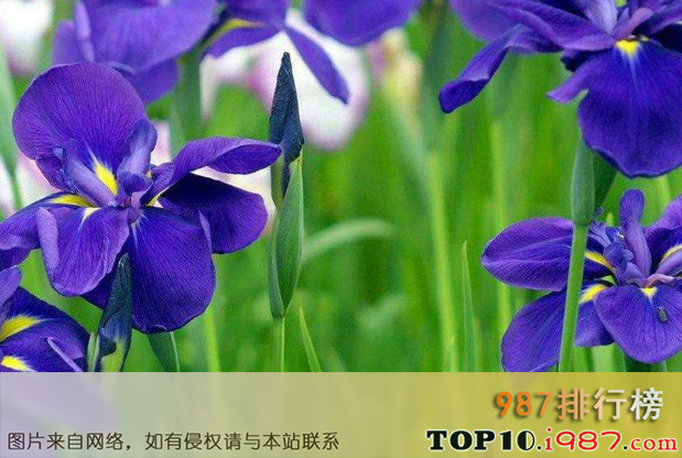 十大世界香花之紫罗兰