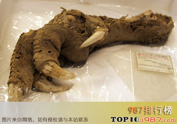 十大世界惊人考古发现之恐鸟的爪