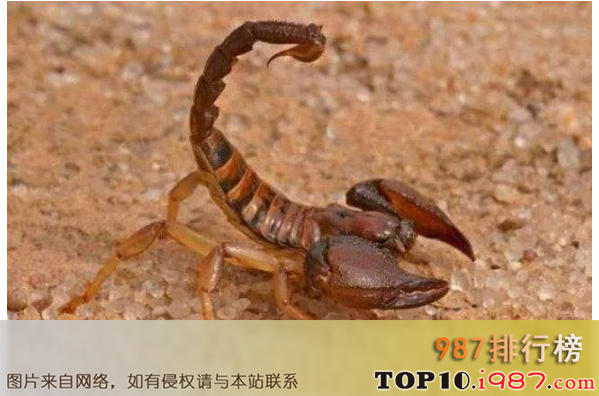 十大世界最毒的蝎子之印度红蝎子