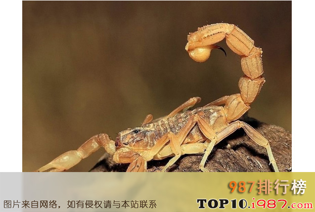 十大世界最毒的蝎子之利比亚金蝎