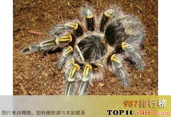 十大世界巨型蜘蛛之巨人蜘蛛