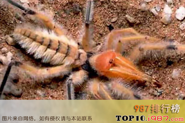 十大世界巨型蜘蛛之骆驼蜘蛛