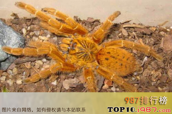 十大世界巨型蜘蛛之烈阳巴布