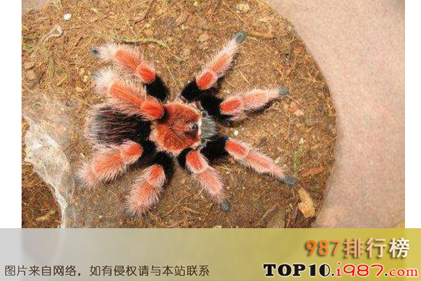 十大世界巨型蜘蛛之红脚蜘蛛