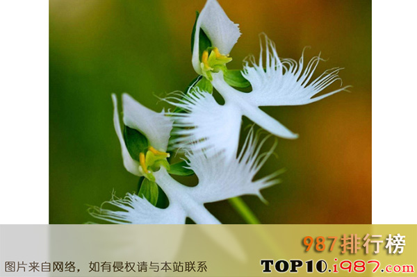 十大世界奇特的植物之白鹭花