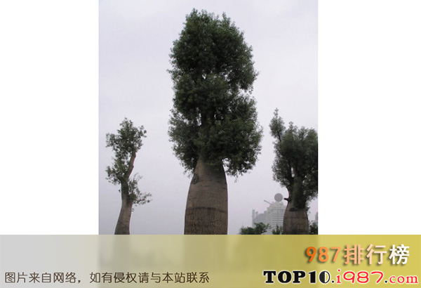 十大世界奇特的植物之瓶子树