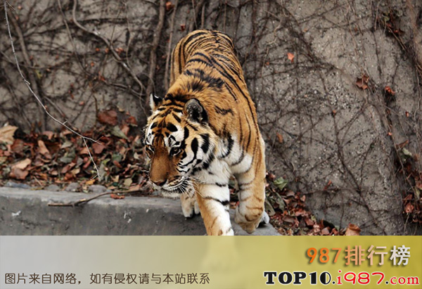 十大世界神奇的动物园之北京动物园
