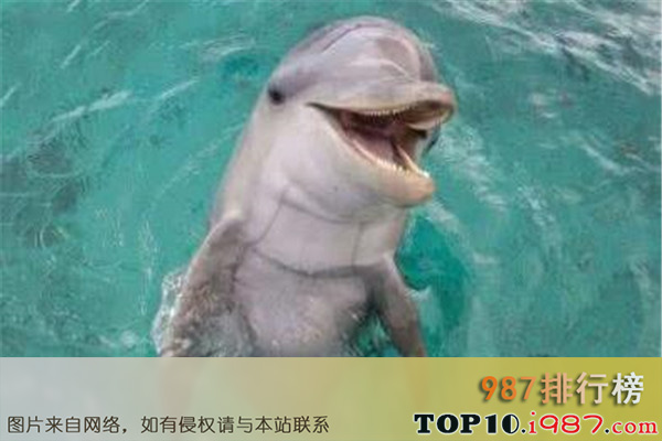 十大恐怖动物杀手之宽吻海豚