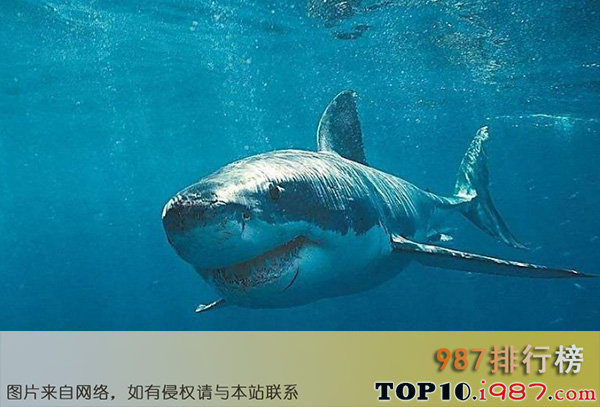 十大世界洪荒巨兽之巨齿鲨