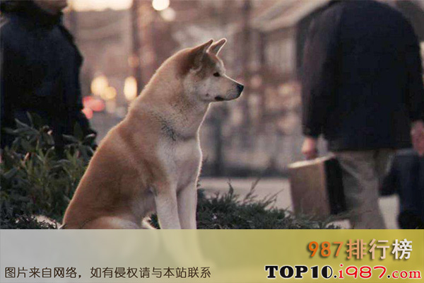 好莱坞十大动物电影之忠犬八公的故事