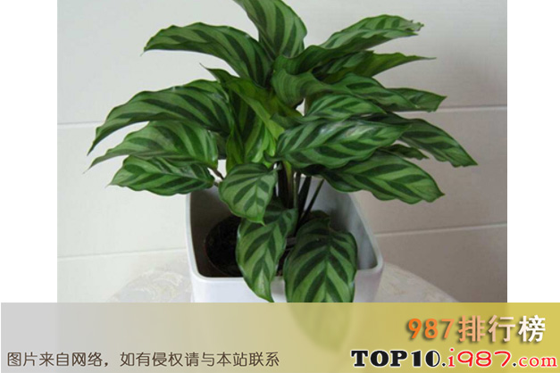 十大净化空气植物之孔雀竹芋