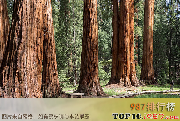 十大自然奇观之红杉国家森林，美国加利福尼亚州