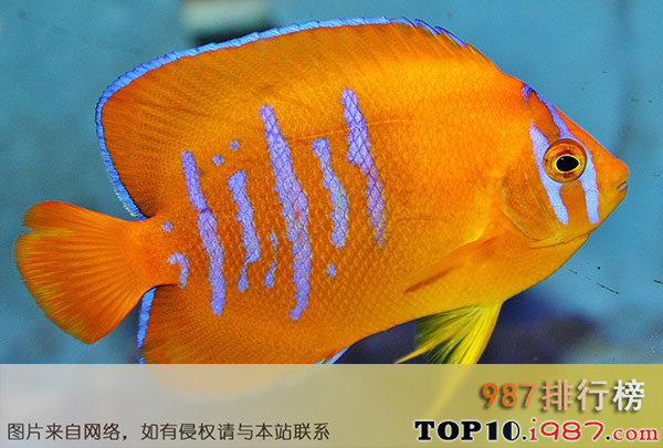 十大名贵观赏鱼之橙仙鱼 clarion angelfish $ 2,500