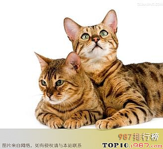 十大最凶悍的猫品种之绣斑猫