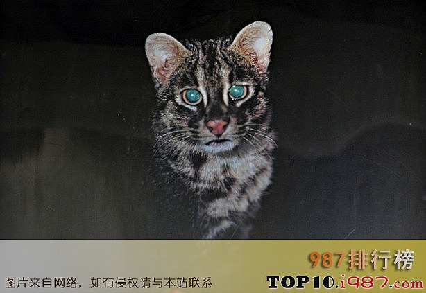 十大最凶悍的猫品种之西表猫