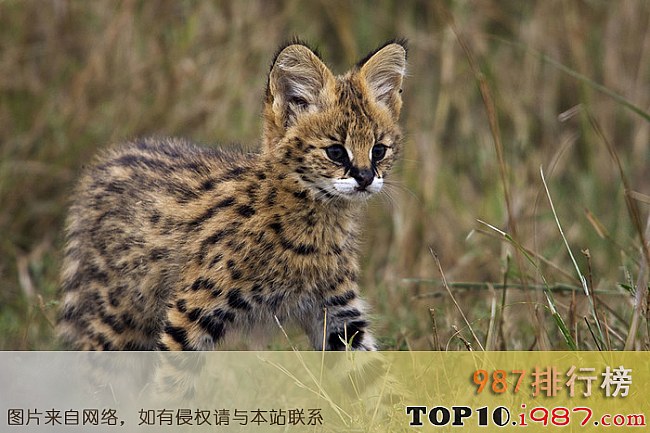 十大最凶悍的猫品种之薮猫