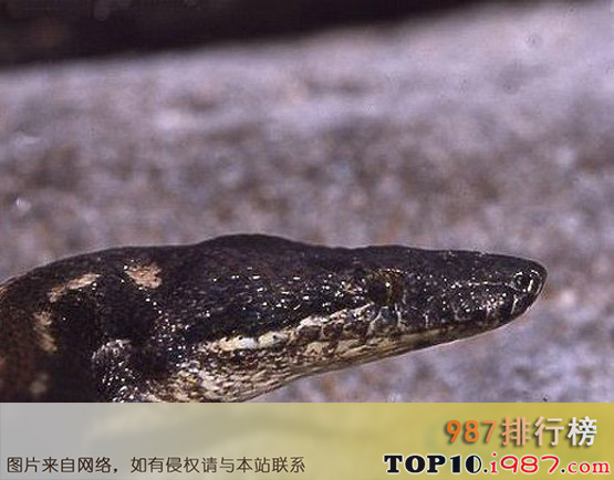十大近年灭绝的珍稀动物之毛里求斯蚺蛇(1975年)