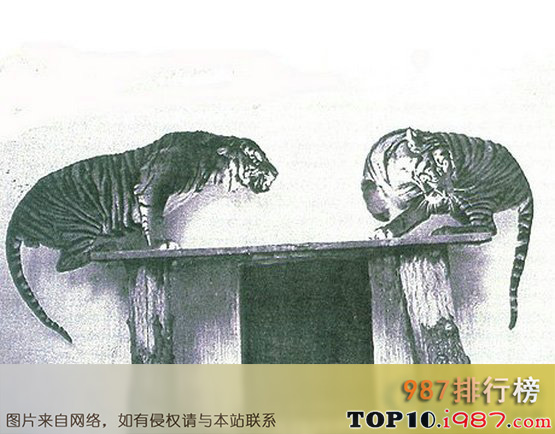 十大近年灭绝的珍稀动物之爪哇虎(1979年)