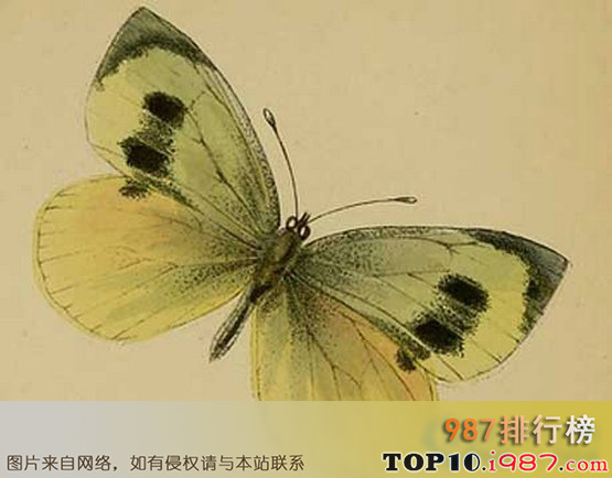 十大近年灭绝的珍稀动物之马德拉大白凤蝶(2007年)
