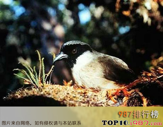 十大近年灭绝的珍稀动物之po'ouli鸟(2004年)