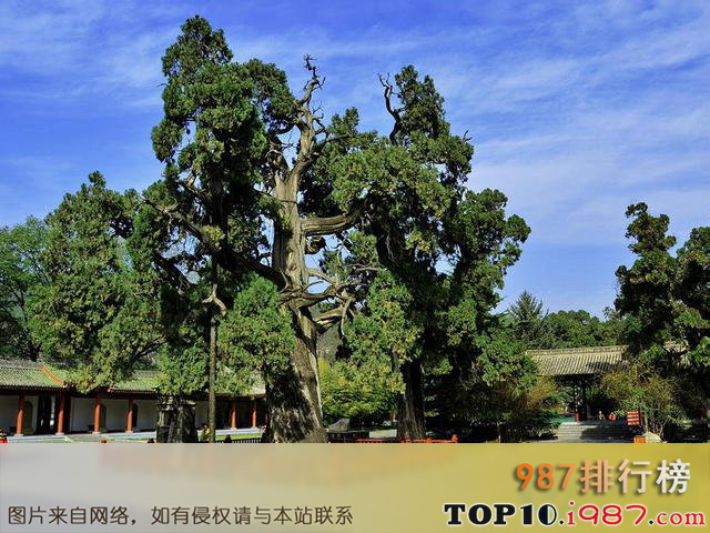 十大陕西境内古代名人手植树之黄帝手植柏