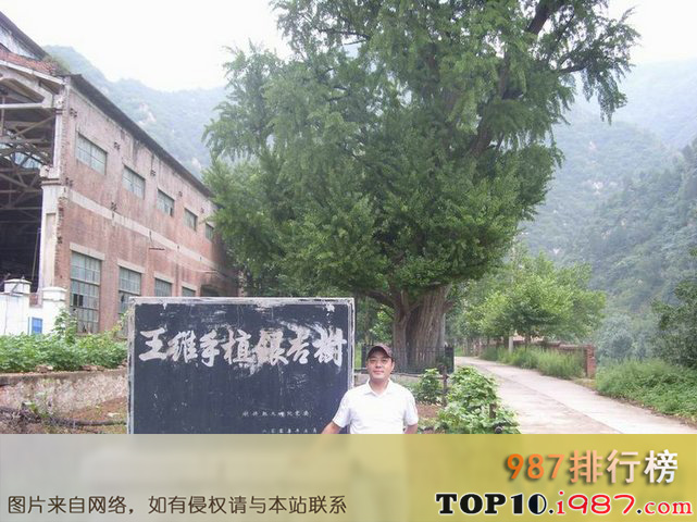 十大陕西境内古代名人手植树之王维手植银杏