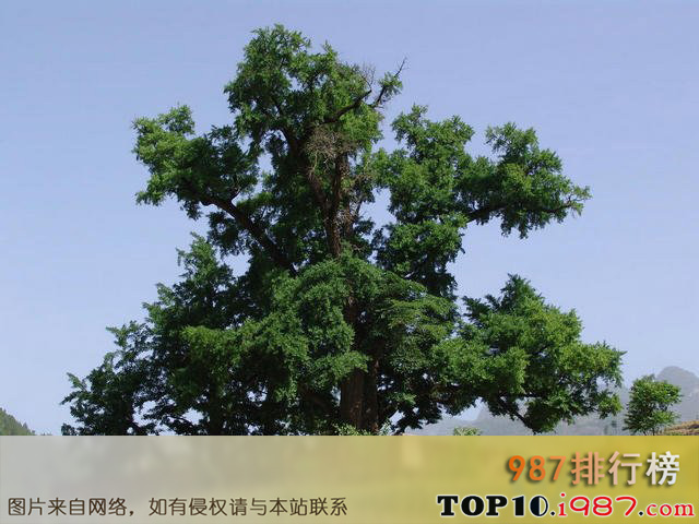 十大陕西境内古代名人手植树之李白手植银杏