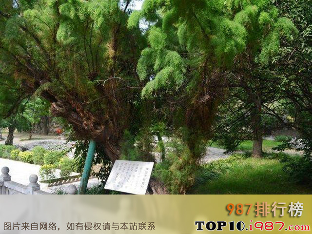 十大陕西境内古代名人手植树之李靖手植柽柳