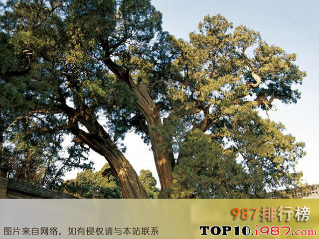 十大陕西境内古代名人手植树之仓颉手植柏