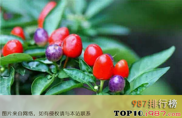 十大世界上最辣的辣椒之tepin 辣椒