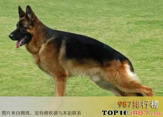 世界十大聪明犬排行榜之德国牧羊犬