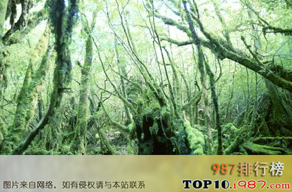 十大世界上最美的热带雨林之日本，鹿儿岛，屋久岛