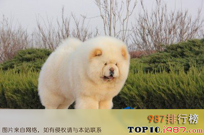 十大世界最具气质的名犬之松狮犬
