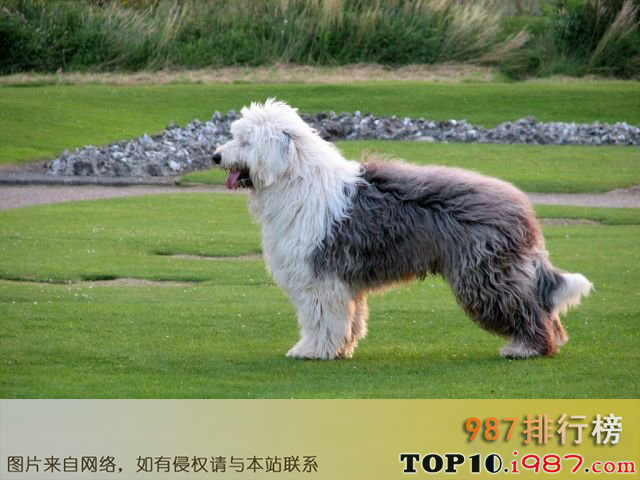 十大世界最具气质的名犬之英国古代牧羊犬