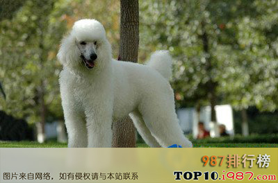 十大世界最具气质的名犬之巨型贵宾犬