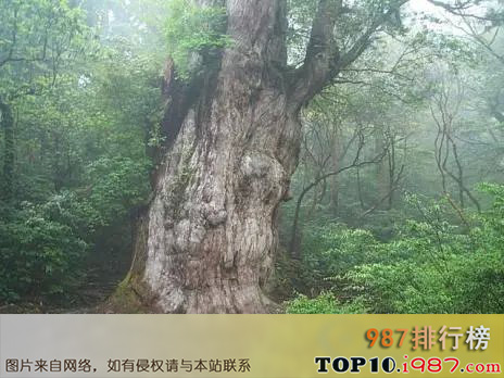 十大世界上的古树之日本jhomon sugi树：7200岁！
